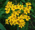 : - Tagetes nelsonii