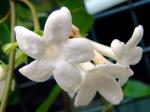Kranzschlinge - Stephanotis floribunda