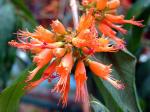 Flammenbusch - Woodfordia fruticosa