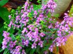 Engelsgesicht - Angelonia angustifolia