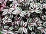: - Tradescantia zebrina var. zebrina