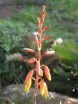 : - Aloe cannellii