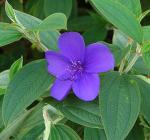Glänzende Tibouche - Tibouchina urvilleana