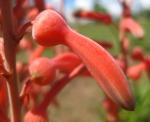 : - Aloe zebrina