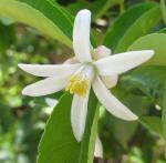 : - Citrus jambhiri