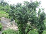: - Dracaena mannii