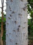 : - Erythrina madagascariensis