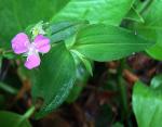 : - Tradescantia poelliae