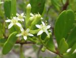 : - Lumnitzera racemosa