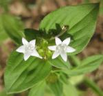 : - Richardia brasiliensis