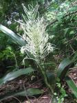 : - Sansevieria pedicellata
