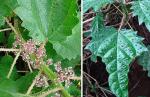 : - Urera baccifera