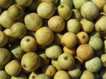 Marula - Sclerocarya birrea