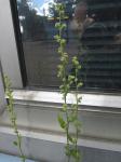 Schmalblättriger Gänsefuß - Chenopodium pratericola