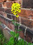 : - Erysimum strictum