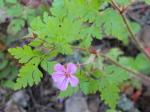 Ruprechtskraut-Geranium robertianum