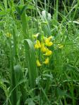 Wiesen-Platterbse - Lathyrus pratensis