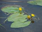 Gelbe Teichrose - Nuphar lutea