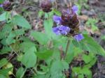 Kleine Braunelle - Prunella vulgaris