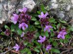 Sand-Thymian - Thymus serpyllum