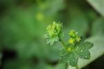 Gelbgrüner Frauenmantel - Alchemilla xanthochlora