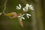 Kupfer-Felsenbirne-Amelanchier lamarckii