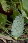 Horngurke - Cucumis metuliferus