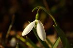 Großblütiges Schneeglöckchen - Galanthus elwesii
