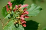 Tatarischer Steppen-Ahorn - Acer tataricum