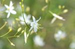 Rispige Graslilie - Anthericum ramosum