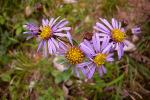 Berg-Aster - Aster amellus