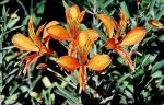 Inkalili - Alstroemeria aurea
