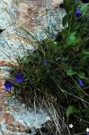 Scheuchzers Glockenblume - Campanula scheuchzeri