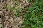 Kleeblatt-Schaumkraut - Cardamine trifolia
