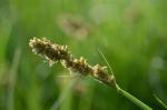 Hain-Segge - Carex cuprina