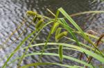 Scheinzypergras-Segge - Carex pseudocyperus