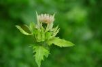 Kohldistel - Cirsium oleraceum