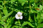 Gottes-Gnadenkraut - Gratiola officinalis