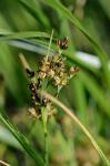 Bodden-Binse - Juncus gerardi