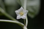 Lampionblume - Physalis alkekengi