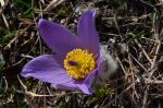Große Kuhschelle - Pulsatilla grandis