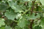 Flaumeiche - Quercus pubescens