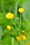 Wolliger Hahnenfuß - Ranunculus lanuginosus