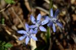 Zweiblättriger Blaustern - Scilla bifolia