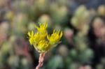 Felsen-Fetthenne - Sedum rupestre