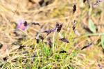 Blaugras - Sesleria caerulea