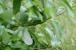Pannonische Mehlbeere - Sorbus pannonica