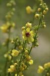 : - Verbascum austriacum