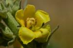 Windblumen-Königskerze - Verbascum phlomoides