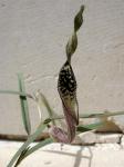 : - Aristolochia erecta